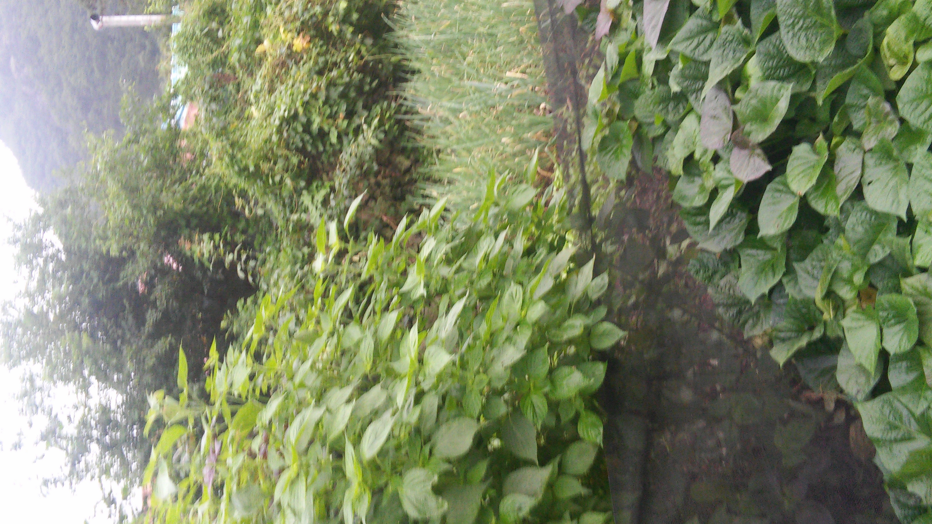 20190903_175008.jpg