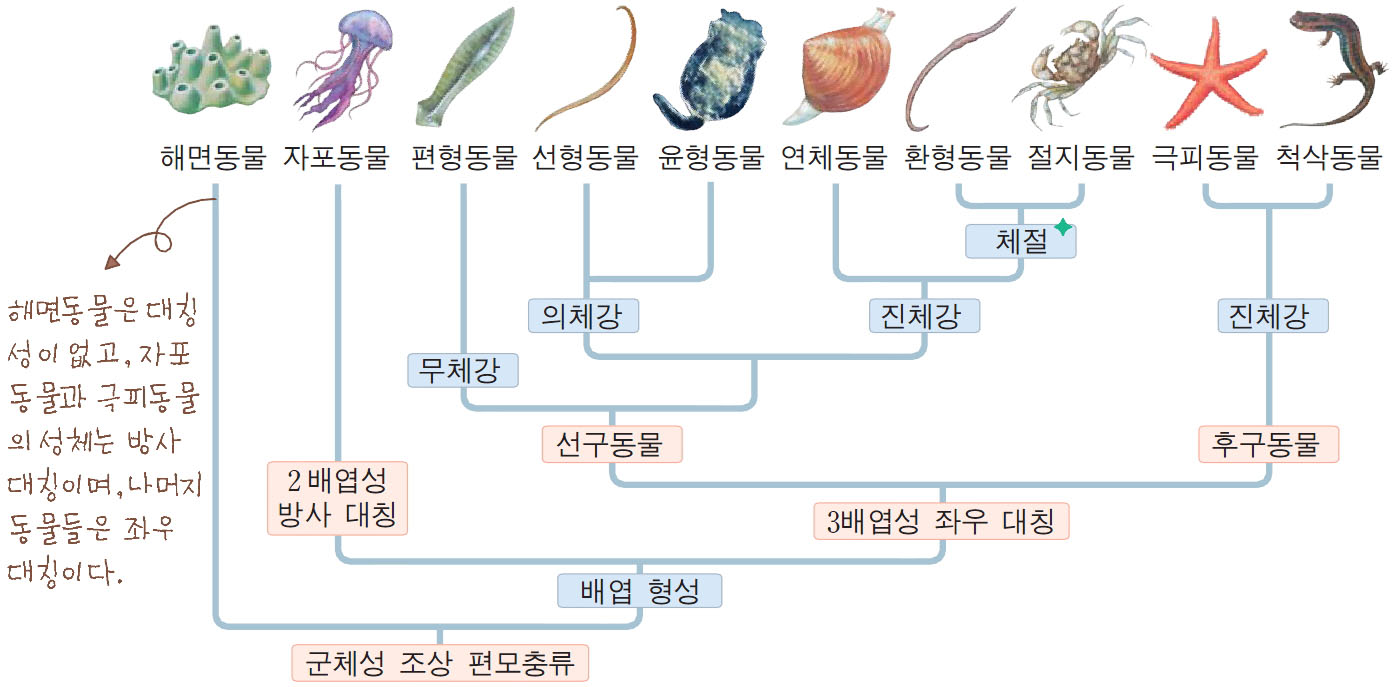 동물계통수.jpg