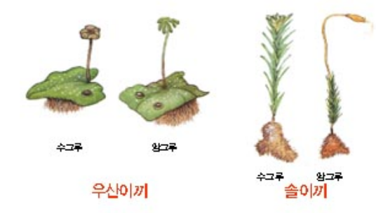 우산이끼솔이끼.PNG