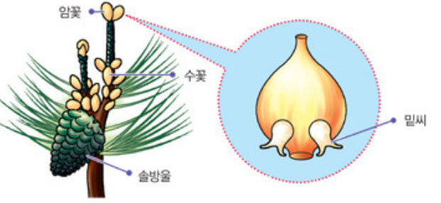 겉씨식물.PNG