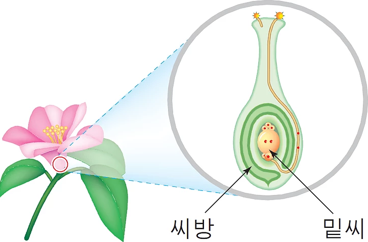 속씨식물.PNG