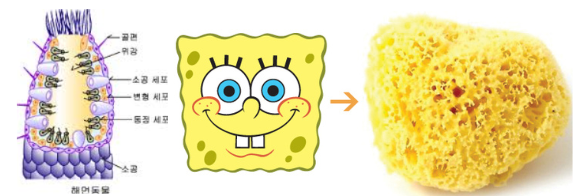 해면동물.PNG